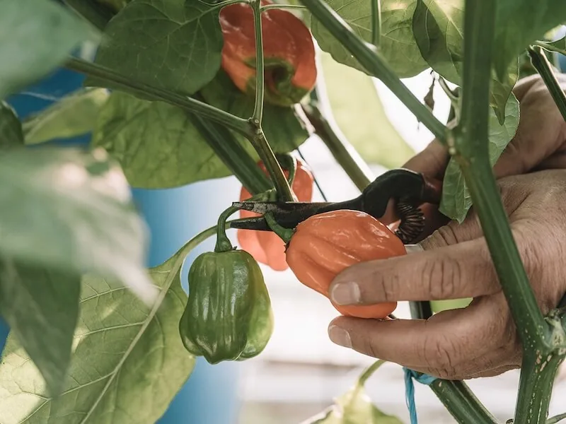 Habanero chilis
