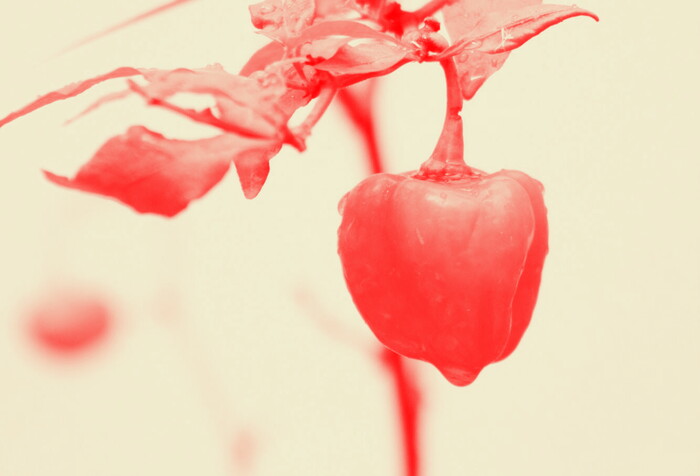 HABANERO HORTICULTURE