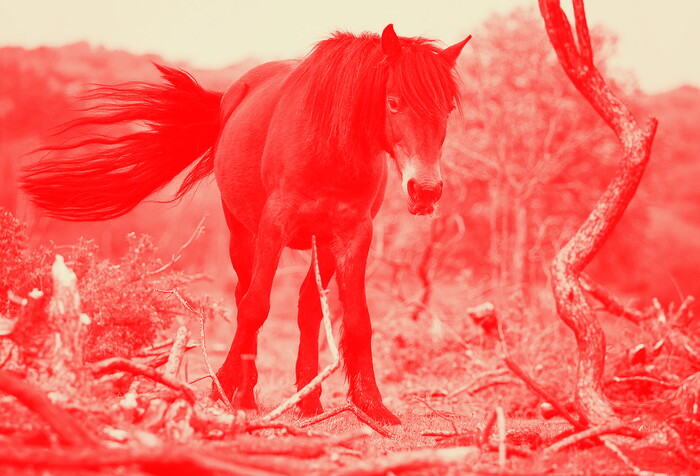 the WILD BLACK FOREST