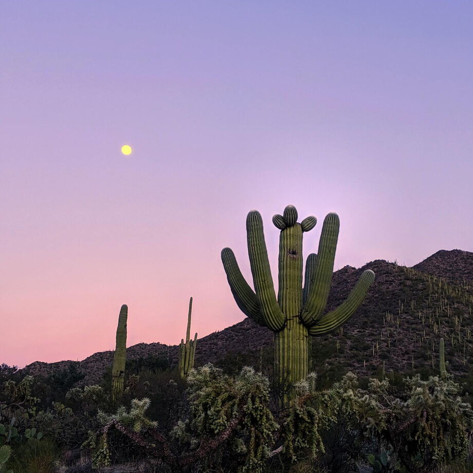 Saguaro, Cactus, Sky, Vegetation, Flower, Plant, San Pedro cactus, Botany, Landscape, Terrestrial plant